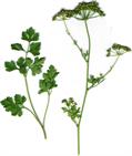 parsley